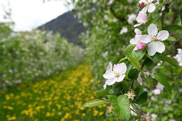 melo in fiore alberi fioriti fioritura 