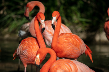 Beautiful Pink Flamingos in a Natural Profile