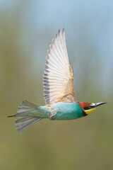 Żołna zwyczajna łac.  Merops apiaster w rozpostartymi skrzydłami w locie na zielonym tle. Fotografia z Dobrudży w Bułgarii.