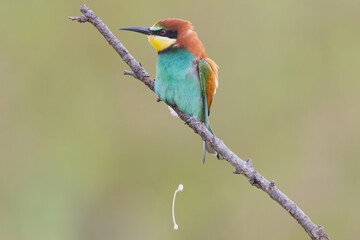European bee-eater - Merops apiaster - perched and defecating with green background. Photo taken in Dobrich, Bulagaria.