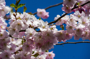 Fototapeta na wymiar Beautiful cherry blossoms in park. Close-up of sakura tree full in blooming pink flowers in spring in a picturesque garden. Branches of the tree over sunny blue sky. Floral pattern texture, wallpaper