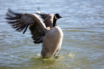 A Canada Goose on a Lake Exceriseing its Wings 