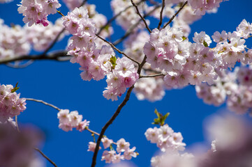 Beautiful cherry blossoms in park. Close-up of sakura tree full in blooming pink flowers in spring in a picturesque garden. Branches of the tree over sunny blue sky. Floral pattern texture, wallpaper