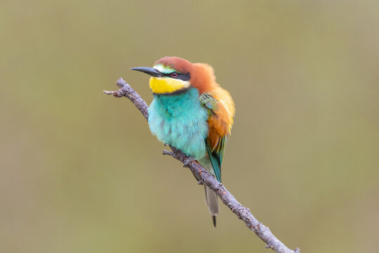 Colorful European bee-eater - Merops apiaster - perched with ruffled feathers with brown background. Photo from Dobruja in Bulgaria.