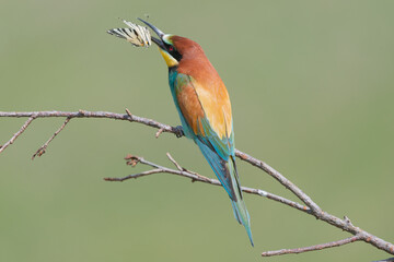 Kolorowa żołna zwyczajna łac. Merops apiaster, siedząca na gałęzi ze złapanym motylem w dziobie na zielonym tle. Fotografia z Dobrudży Bułgaria.