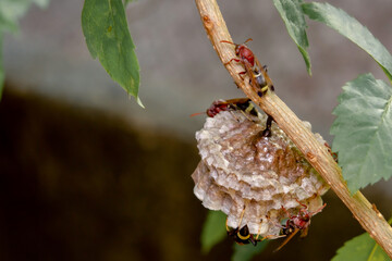 Close up wasps in a nest on branch