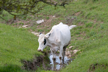 Biała krowa pijąca wodę z rowu wśród zielonej trawy. Fotografia z  Ognyanovo, Dobrich, Bulgaria © PIOTR