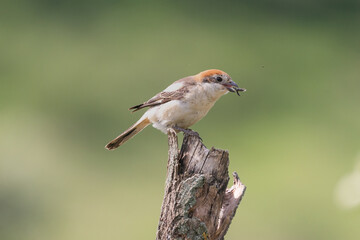 Dzierzba rudogłowa łac. Lanius senator siedząca na pieńku z insektem w dziobie. Fotografia z Dobrudża, Bułgaria.