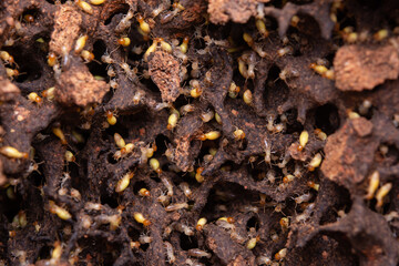 Termites eat wooden planks. Damage of a wooden house from termites.