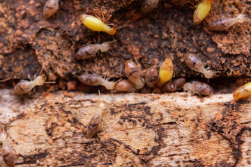 Termites eat wooden planks. Damage of a wooden house from termites.
