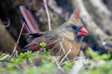Female Cardinal