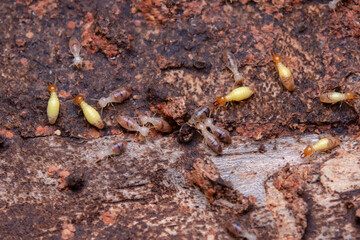Termites eat wooden planks. Damage of a wooden house from termites.