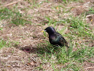 Obraz premium MOSCOW, RUSSIA - May 3, 2022. Starling on the lawn 
