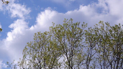MOSCOW, RUSSIA - May 3, 2022. Maple trees begin to bloom in spring against the blue sky.