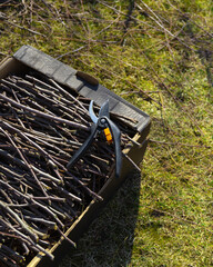 Garden work. Pruned branches of young trees lie in a box, which stands in the garden.