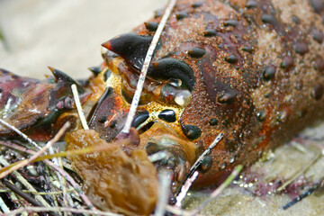 A Lobster Carapace from Molting Washed Onshore by Wave Action