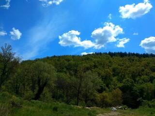 The trees leafy over the sun breaking through the white clouds