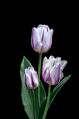 Pink and white big dutch tulip flowers. Isolated on black background.