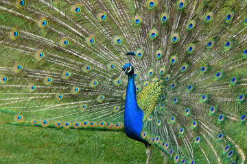 Obraz premium Peacock with stretched feathers, beautiful colorful bird, detail