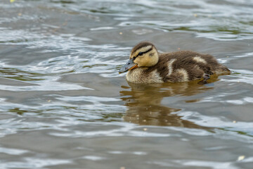 Mallard duckling