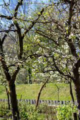 Spring white blossom of pear tree, garden with fruit trees in Betuwe, Netherlands