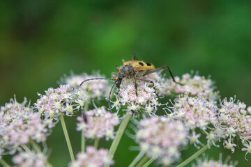 Beetle on a white wildflower on a blurry background.