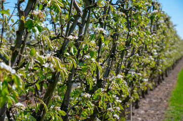 Fototapeta na wymiar Spring white blossom of pear tree, fruit orchards in Betuwe, Netherlands
