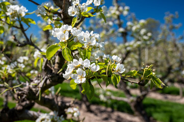 Spring white blossom of pear tree, fruit orchards in Betuwe, Netherlands