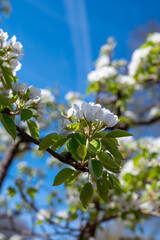 Spring white blossom of pear tree, garden with fruit trees in Betuwe, Netherlands