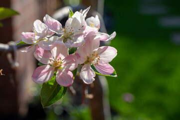 Spring blossom of apple tree, orchards with pink apple fruit flowers