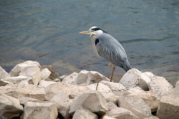 Reiher (Graureiher, Ardea cinerea), an Ufer sitzend
