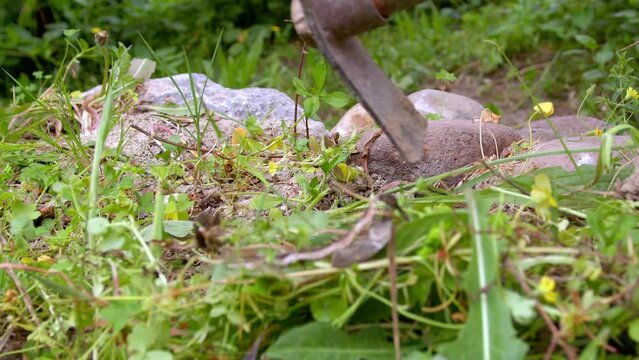 Clearing Weeds  With Pickaxe. Close up view of man clearing weeds in garden with pickaxe