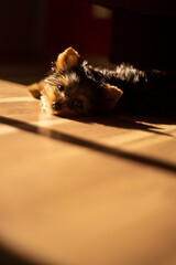 yorkshire terrier, pies, szczeniak, psinka, bystra, zwierzak, domowych, portret, drobny, canino, braun, izolowany, biała, rasa, ssak, owłosienie, czarna, futro, zwierzak, psinka, adorable, york, domow © Grzegorz