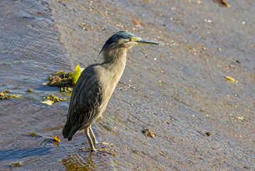 Striated Heron in Queensland Australia