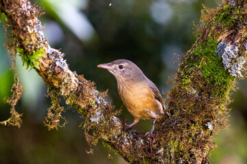 Rufous Shrike Thrush in Queensland Australia