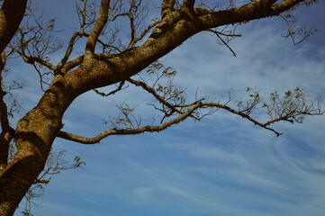 tree and sky