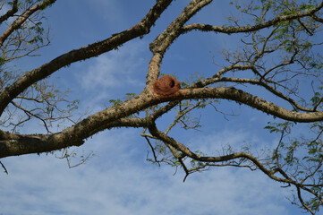 squirrel on a branch