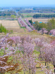 Obraz premium 中札内の桜