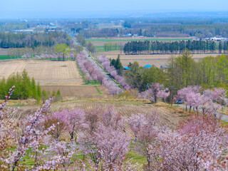 Fototapeta na wymiar 中札内の桜