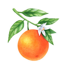 Oranges grow on a branch, juicy and ripe fruit on a flowering tree. Botanical hand drawn watercolor illustration. Image for labels, natural design, postcards.