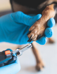 Veterinarian specialist holding small dog, process of cutting dog claw nails of a small breed dog with a nail clipper tool, close up view of dog's paw, trimming pet dog nails manicure