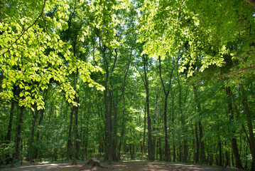 Obraz premium 新緑の木漏れ日