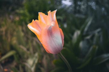 tulip in the garden