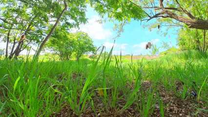 アカシアの養蜂場　太陽とミツバチと青空
Acacia apiary Sun, bees and blue sky
