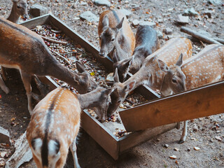 Young wild deer in the forest. Wild animals