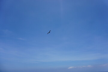 El vuelo del ave