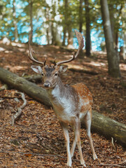 Young wild deer in the forest. Wild animals