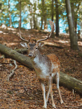 Young wild deer in the forest. Wild animals © photo by margareth