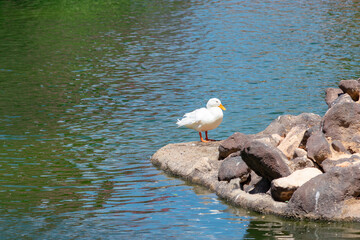 ducks in Garden of the Nations Park in Torrevieja. Alicante, on the Costa Blanca. Spain Europe. 
