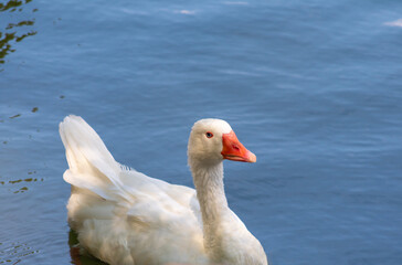 ducks in Garden of the Nations Park in Torrevieja. Alicante, on the Costa Blanca. Spain Europe. 
